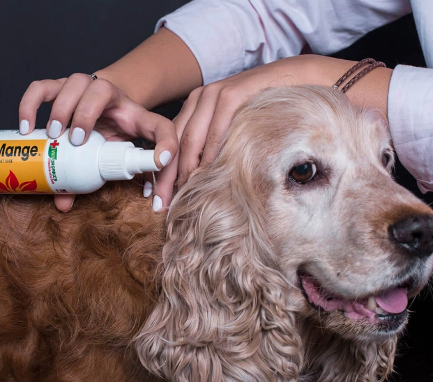 sarcoptic mange treatment