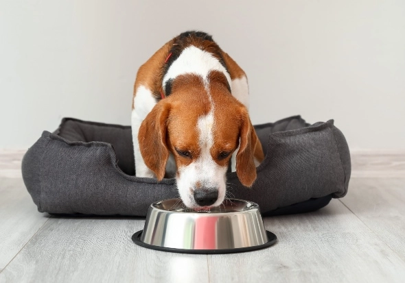 hiccups in dogs treatment