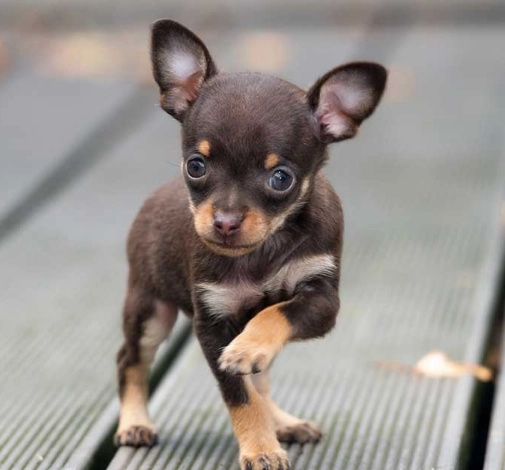 teacup chihuahua health problems