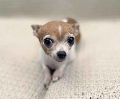 teacup chihuahua lifespan