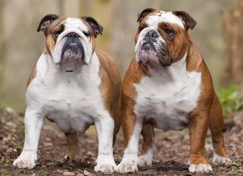 Bulldog temperament