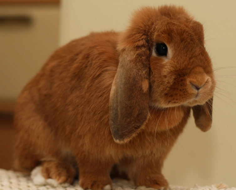 holland lop care