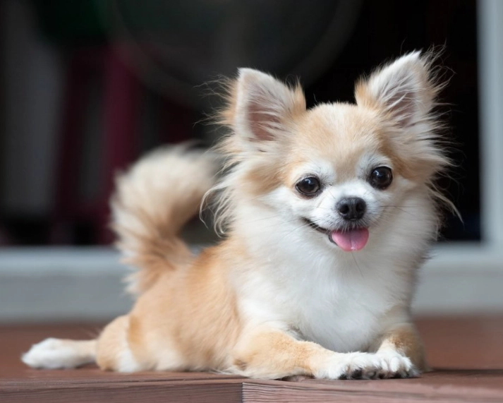 teacup chihuahua training tips