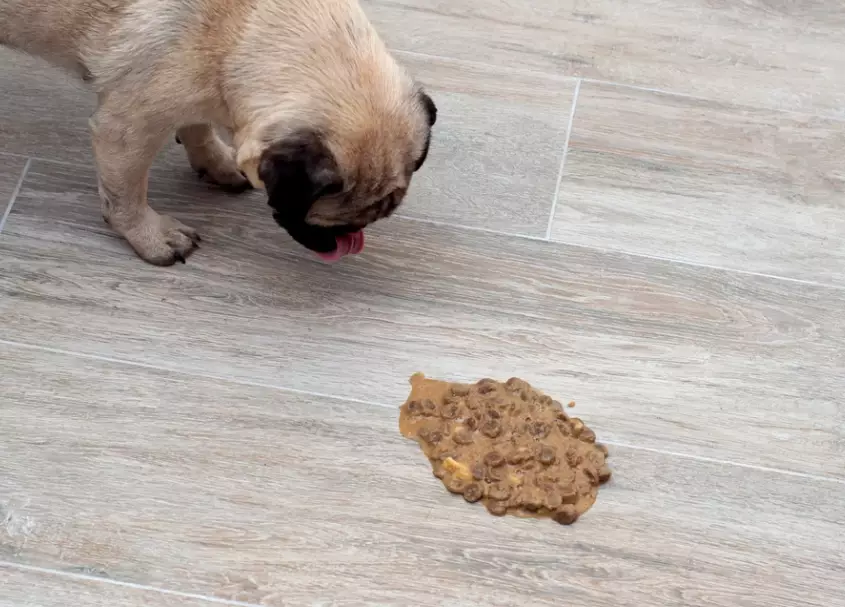 dog throwing up treatment