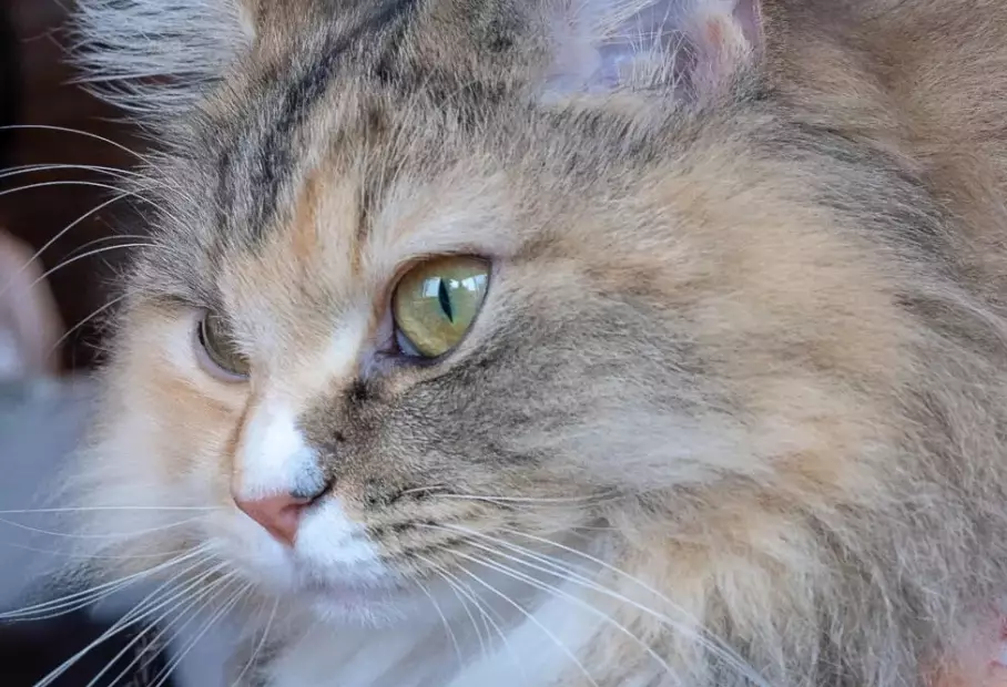 ragamuffin vs ragdoll