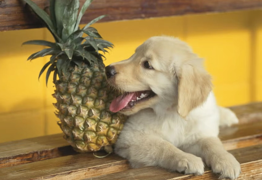 pineapple for dogs