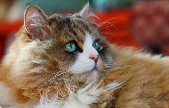 ragamuffin cat personality