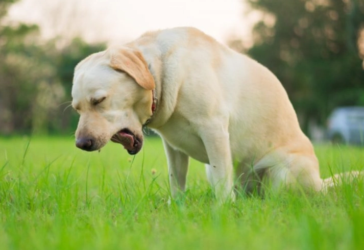 remedy for dog vomiting