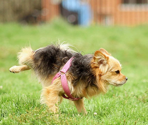 Dog UTI Guide: Symptoms, Home Remedies & Vet Treatment