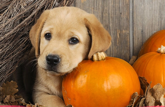 benefits of pumpkin for dogs