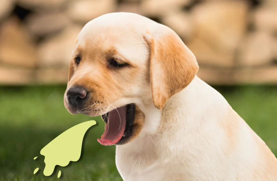 dog throwing up treatment