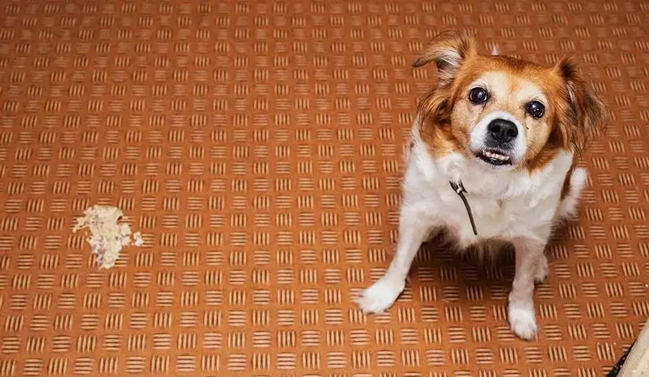 remedy for dog vomiting