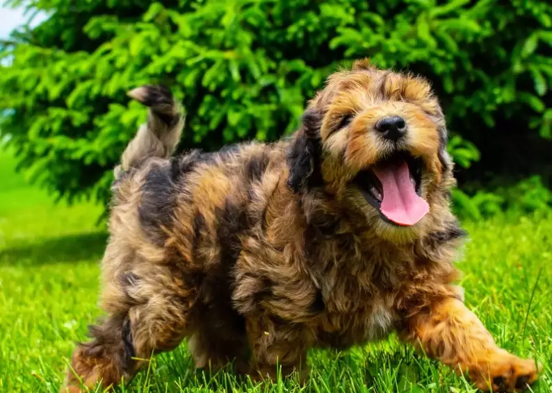 Whoodle Breed Guide: Temperament, Care & Training Tips