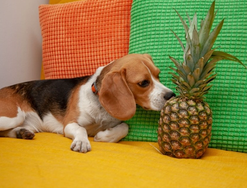 pineapple for dogs