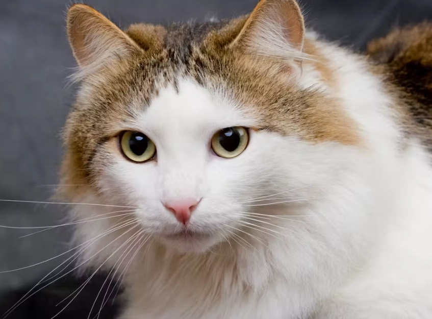 The Ragamuffin Cat: Your Complete Guide to This Gentle Giant
