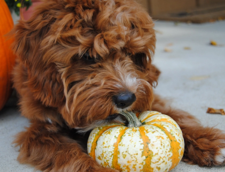 how much pumpkin to give a dog