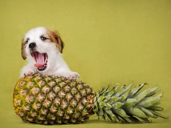 is pineapple good for dogs