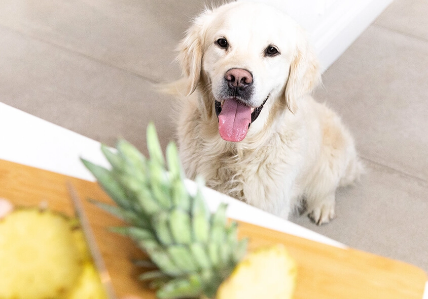 is pineapple good for dogs