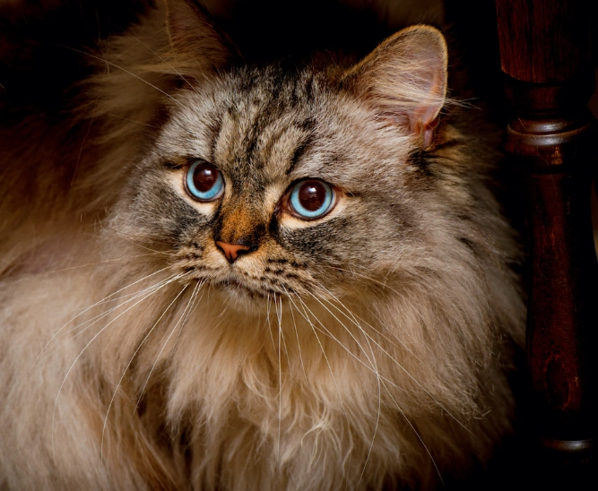 ragamuffin vs ragdoll