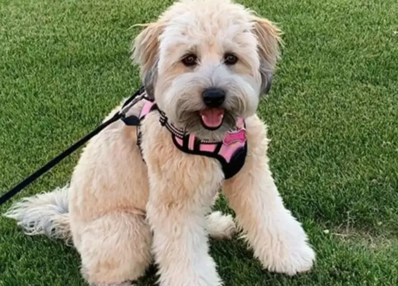 whoodle puppy