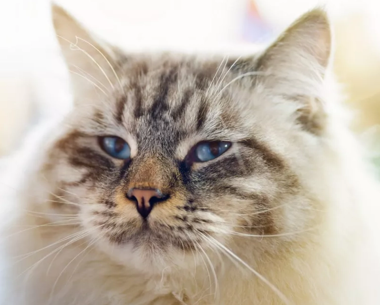 ragamuffin cat personality