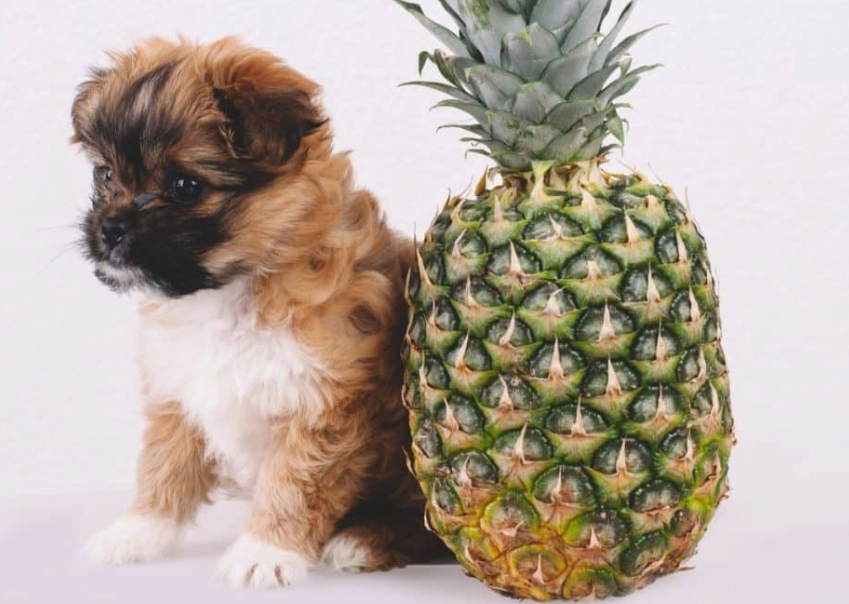 Can Dogs Eat Pineapple? Benefits, Risks & How to Serve Safely