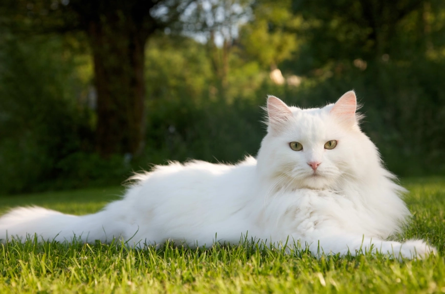 White Cat Care Guide: Health, Grooming & Personality Secrets
