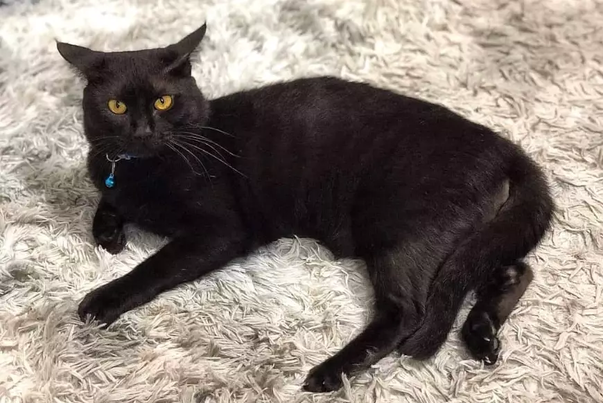 The Black Cat: Myths, Care & Personality Secrets Revealed