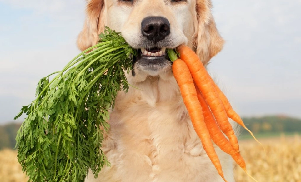 can dogs eat carrots