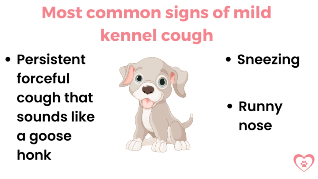 Kennel Cough Symptoms: A Vet's Guide to Spotting & Soothing It