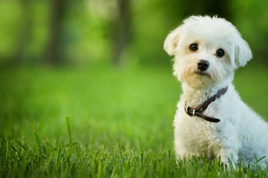 Small Dog Breeds: Ultimate Guide to Choosing Your Perfect Companion