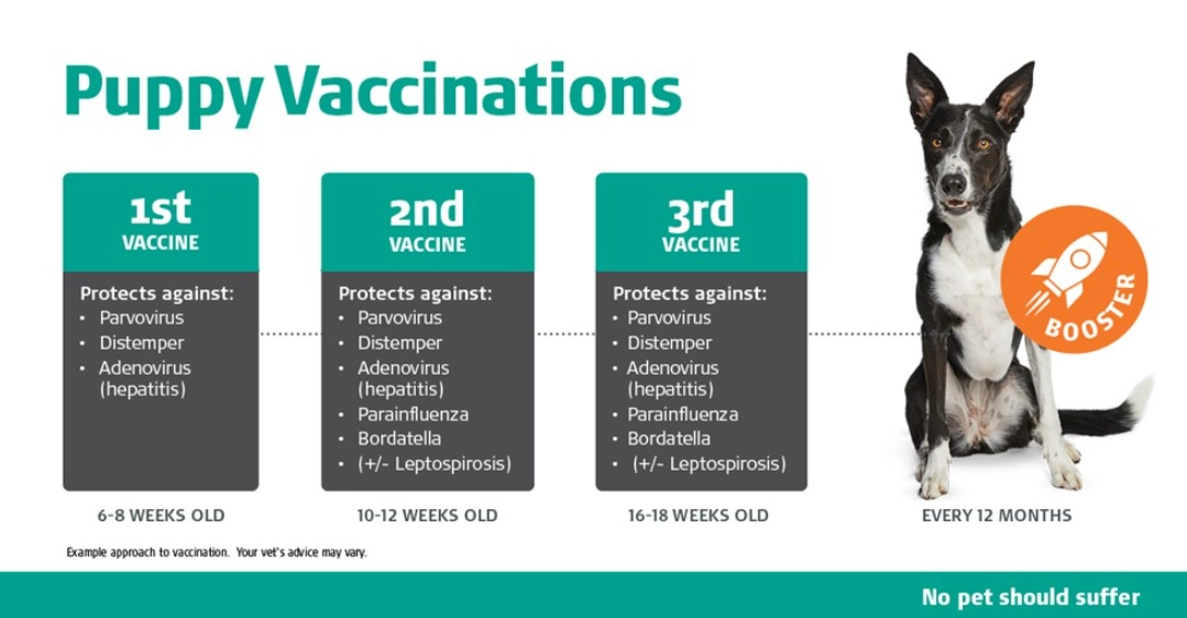 puppy vaccination schedule