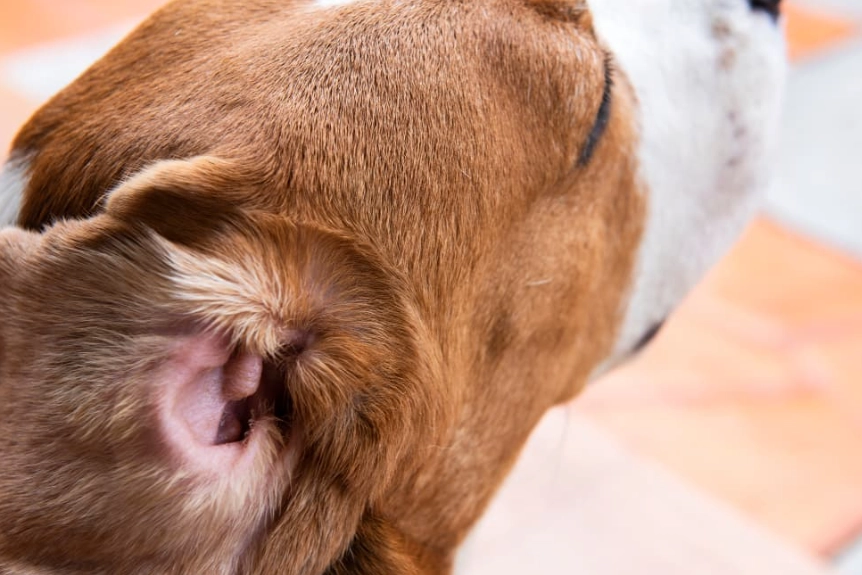 how to treat ear mites in dogs