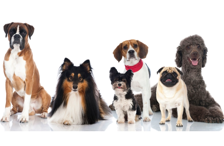 dog breeds
