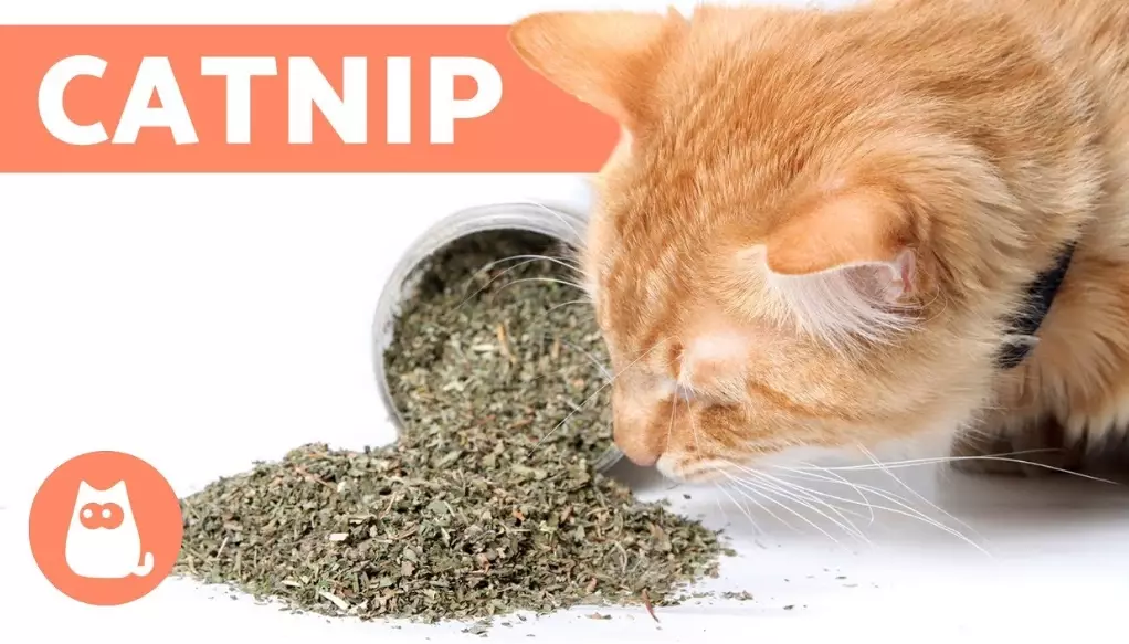 is catnip safe for cats