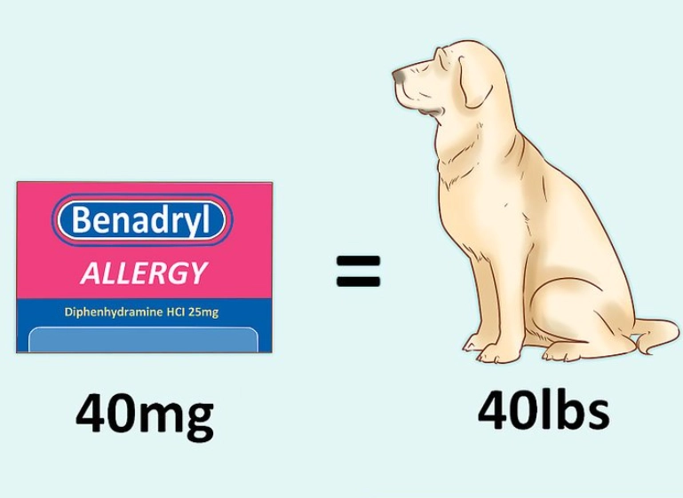 benadryl for dogs allergies