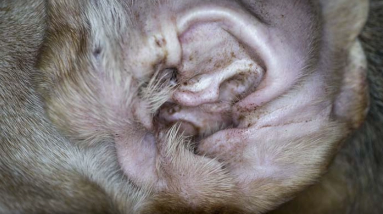 dog ear mites treatment