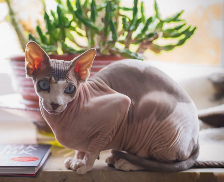 hairless cat grooming