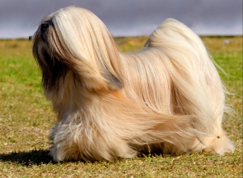 Lhasa Apso training