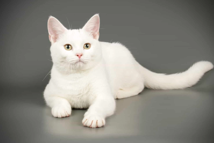 white cat health issues