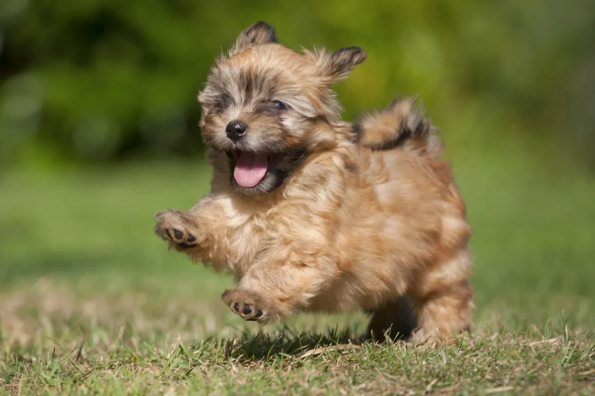 small dog breeds for apartments