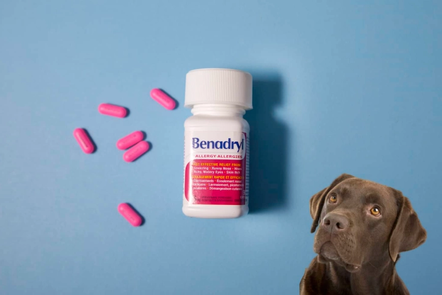 can dogs take benadryl