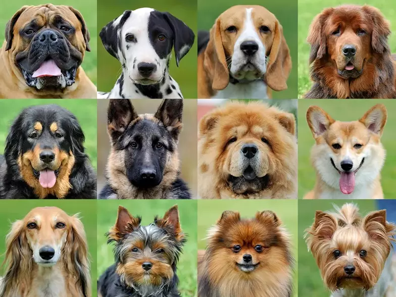 choosing a dog breed