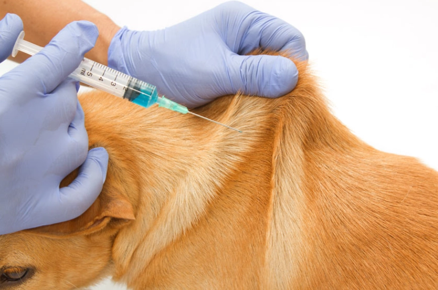 dog vaccination schedule