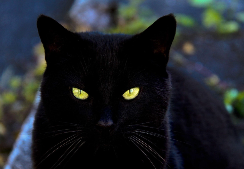 black cat care