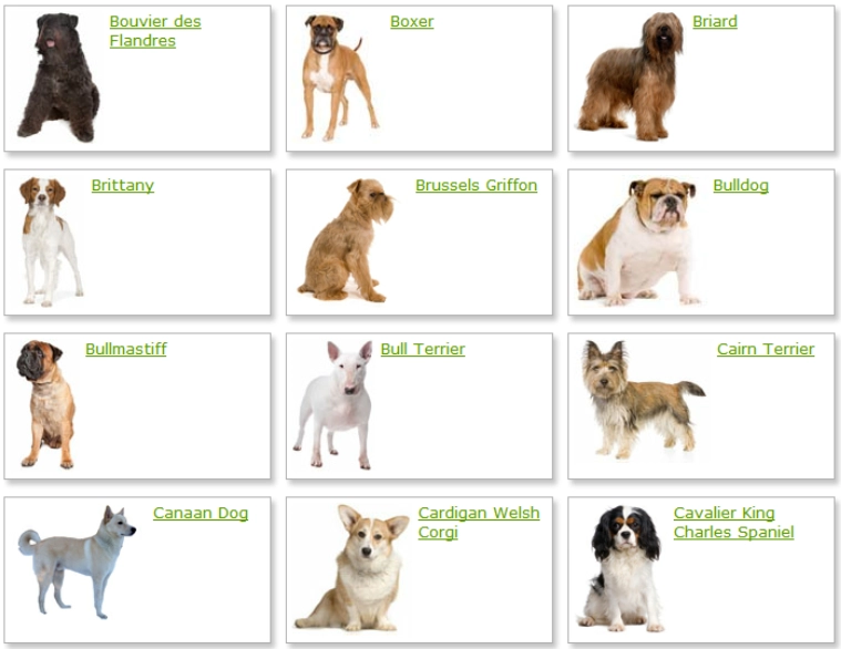 dog breeds