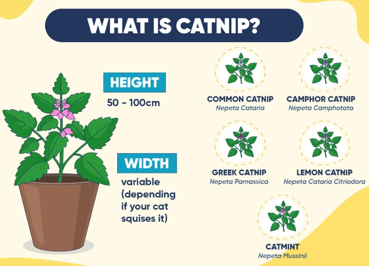 The Catnip Effect: What It Does to Cats & How to Use It Safely