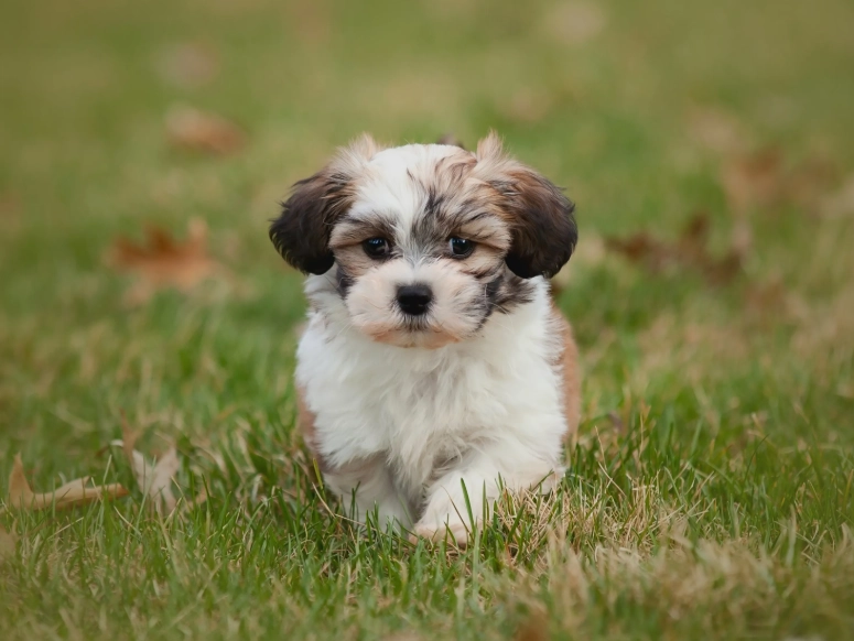smallest dog breeds