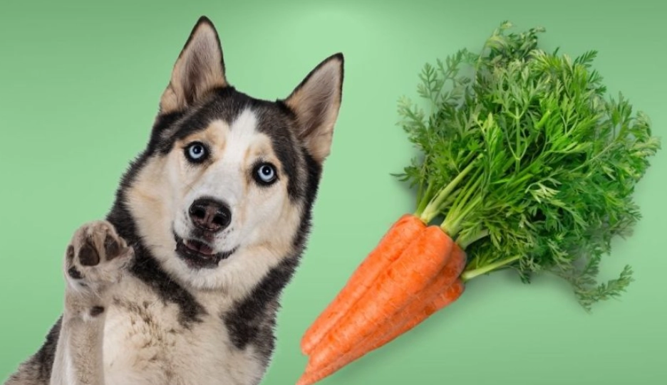 can dogs eat carrots