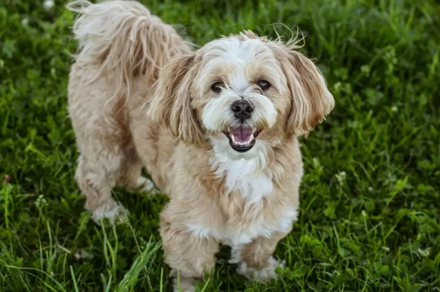 Lhasa Apso Dog Breed: Ultimate Owner's Guide & Care Tips